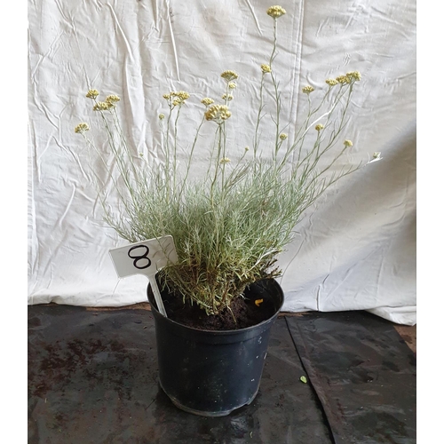 625 - Large Helichrysum Italicum (Curry Plant). This lot is not available for in-house P&P.