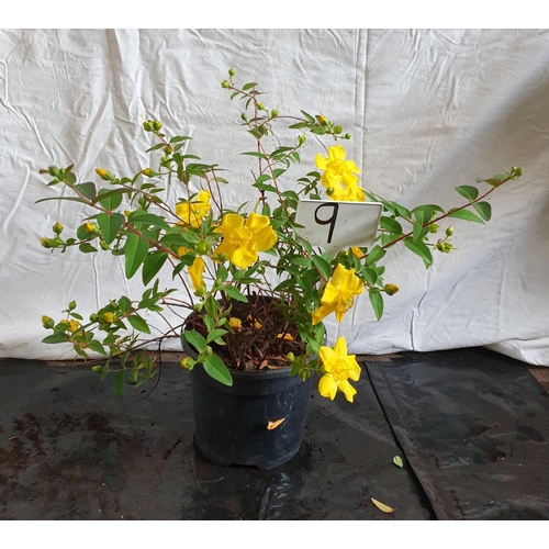 626 - Hypericum Olympicum (St John’s wort) shrub. This lot is not available for in-house P&P.