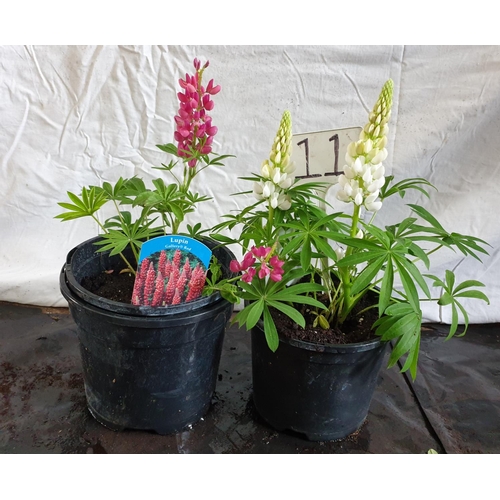 628 - Two x Lupine (1x red/1x white) (7 inch pots). This lot is not available for in-house P&P.