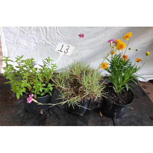 630 - Three Perennials: Blue Evergreen/Dianthus Pinks/Coreopsis (Tickseed). This lot is not available for ... 