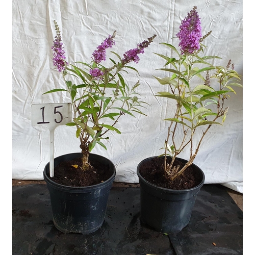 632 - Two 2ft Buddleia shrubs. This lot is not available for in-house P&P.