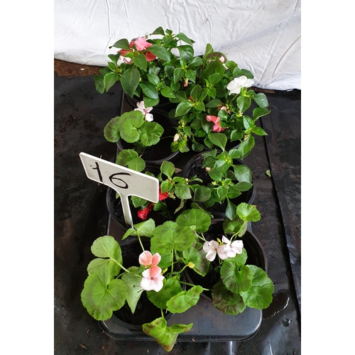 633 - Eight x mixed pots : Geraniums/Busy Lizzie (6 inch pots). This lot is not available for in-house P&P... 