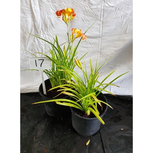 634 - Two Hemerocallis (Day Lilies) (Yellow/Red). This lot is not available for in-house P&P.