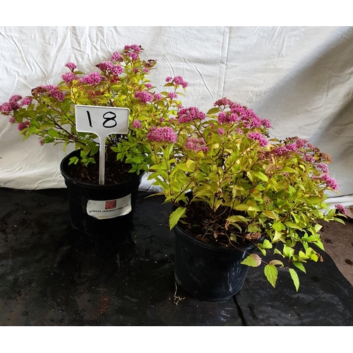 635 - Two Spirea Japonica Firelight shrubs. This lot is not available for in-house P&P.