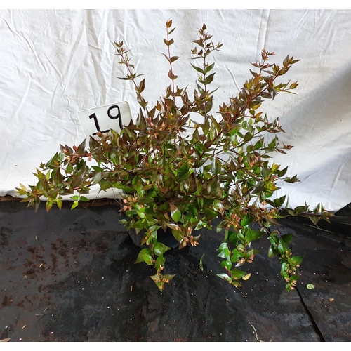 636 - Abelia Grandiflora shrub. This lot is not available for in-house P&P.