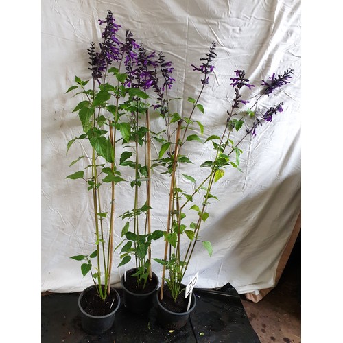 637 - Three x3ft perennial Salvias. This lot is not available for in-house P&P.