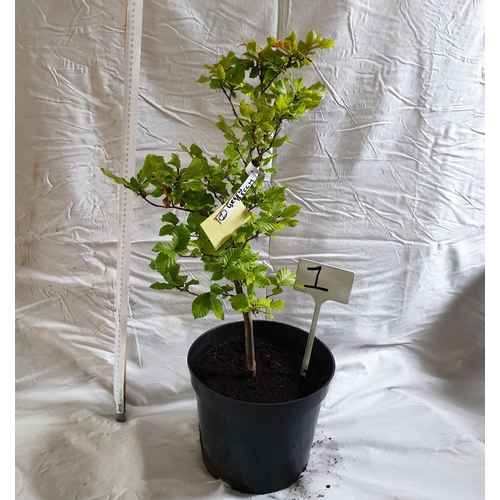 459 - Green Beech. This lot is not available for in-house P&P.