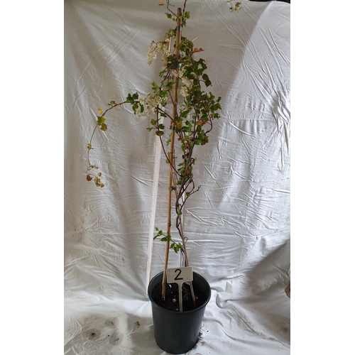 460 - Bukhara Fleece Flower climber. This lot is not available for in-house P&P.