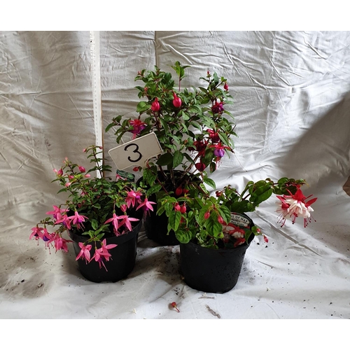 461 - Three Fuschias, Dollar Princess - hardy / Sir Matt Busby - trailing / Lambada - hardy). This lot is ... 