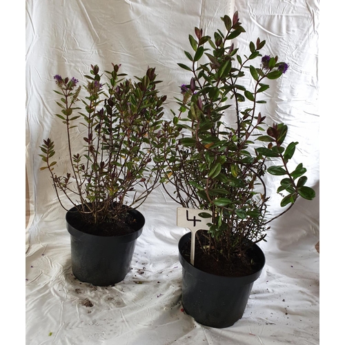 462 - Two Hebes, (Autumn Glory - hardy). This lot is not available for in-house P&P.