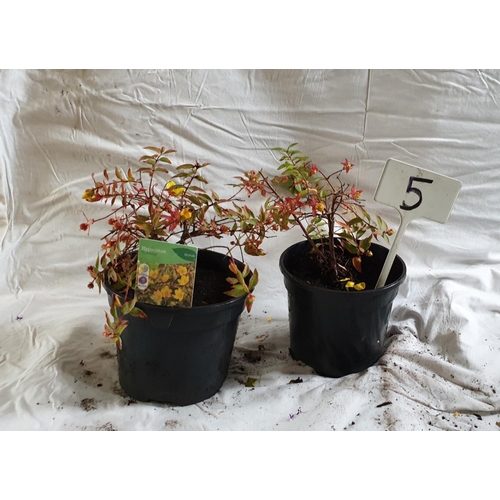 463 - Two x Hypericum Tricolor, (semi evergreen shrub). This lot is not available for in-house P&P.
