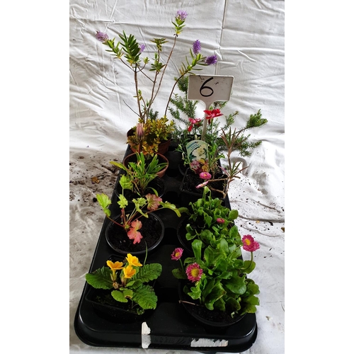 464 - Ten mixed perennials including Heurecha, Bellis, Hebe, Box, Heather, Eurisim & Gazina. This lot is n... 