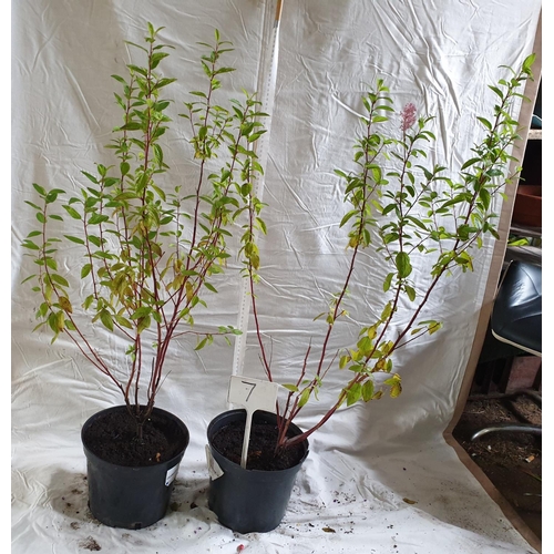 465 - Two x Ceanothus 'Marie-rose' hardy shrub. This lot is not available for in-house P&P.