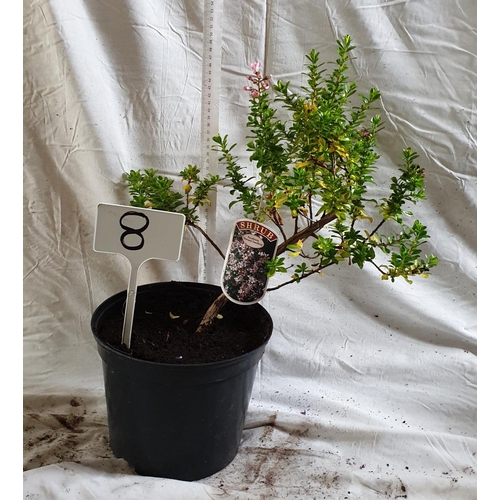 466 - Escallonia 'Donard Seedling' - hardy shrub. This lot is not available for in-house P&P.