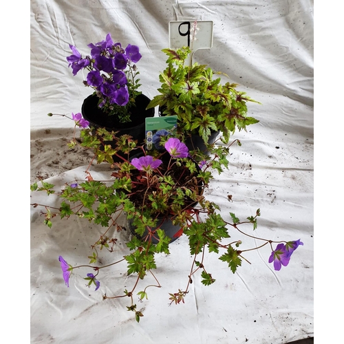 467 - Three perennials, Geranium Orion, Tiarella & Platycodon. This lot is not available for in-house P&P.