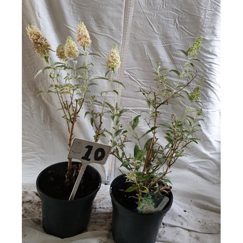 468 - Two Buddleia 'Jazz Ivory' - hardy shrub. This lot is not available for in-house P&P.