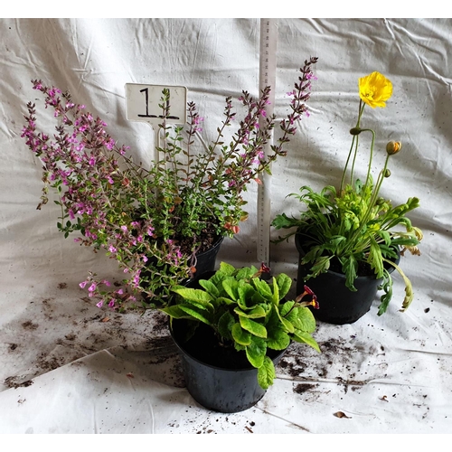 469 - Three perennials, Teucrium Lucidrys, Primula Victoria Golden Lace & Welsh yellow Poppy. This is not ... 