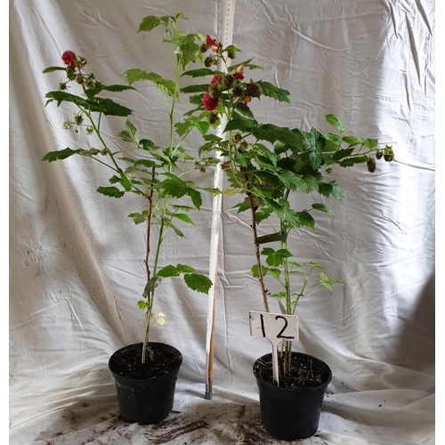 470 - Two Raspberry bushes. This is not available for in-house P&P.