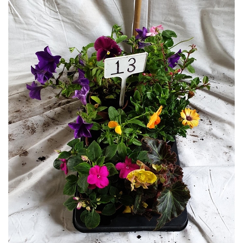 471 - Eight mixed pot plants, including Bizzie, Non Stops, Pansy, Fuchsia & African daisy. This is not ava... 