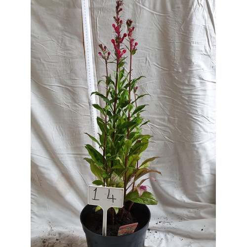 472 - Perennial Lobelia, Scarlet - Hardy. This is not available for in-house P&P.