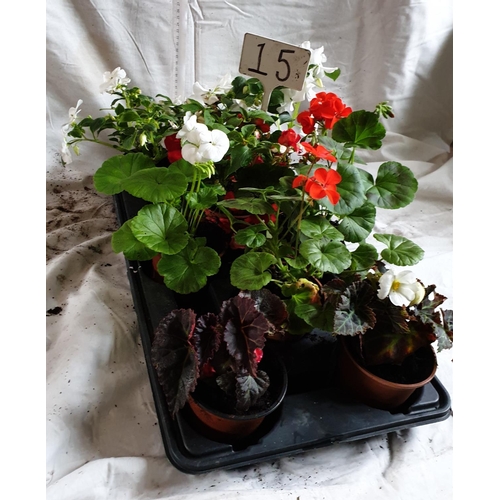 473 - Eight mixed red & white Non Stops, Bizzies & geraniums. This is not available for in-house P&P.