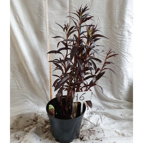 474 - Lobelia cardinalis 'Queen Victoria.' This is not available for in-house P&P.