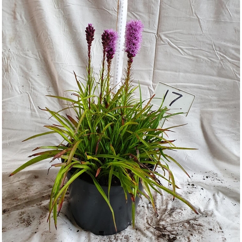 475 - Liatris spicata purple (perennial). This is not available for in-house P&P.