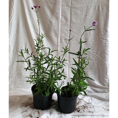 476 - Two x Verbena (perennial). This is not available for in-house P&P.
