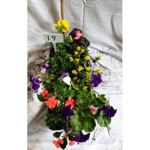 477 - Eight mixed pot plants, including Pansy, Geranium, Non Stops, African daisy Bizzies & Sanvitalia. Th... 