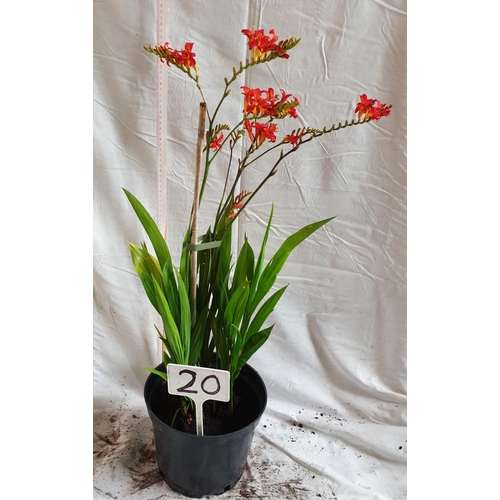 478 - Crocosmia 'Lucifer' red. This is not available for in-house P&P.