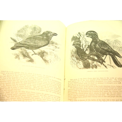 1567 - Illustrated Natural History of Birds by Rev J G Wood, published by Warne and Routledge and Birds of ... 