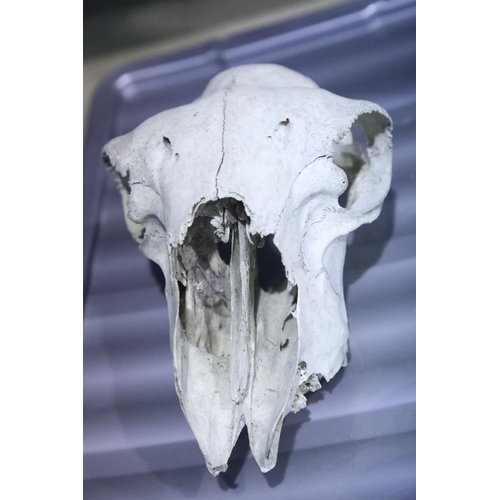 92 - Sheep's skull with teeth. Not available for in-house P&P