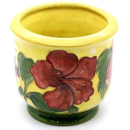 1341 - Moorcroft yellow and green ground Hibiscus planter, H: 13 cm. P&P Group 2 (£18+VAT for the first lot... 