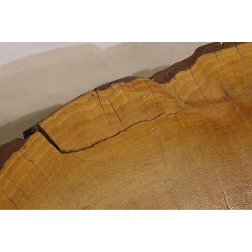 345 - Large polished yew segment, L: 66 cm. P&P Group 3 (£25+VAT for the first lot and £5+VAT for subseque... 