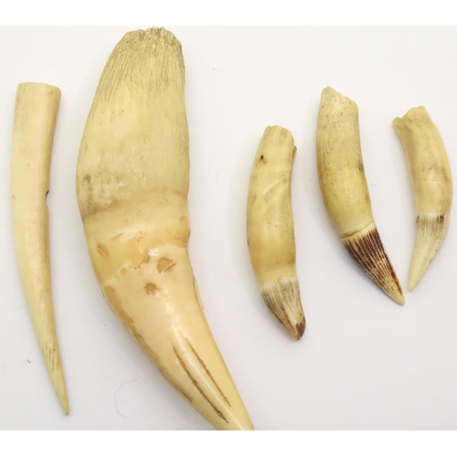 180 - Quantity of antique animal bone teeth. P&P Group 1 (£14+VAT for the first lot and £1+VAT for subsequ... 