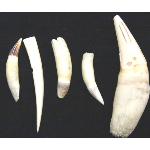 180 - Quantity of antique animal bone teeth. P&P Group 1 (£14+VAT for the first lot and £1+VAT for subsequ... 