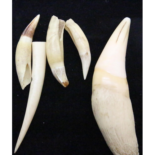 180 - Quantity of antique animal bone teeth. P&P Group 1 (£14+VAT for the first lot and £1+VAT for subsequ... 