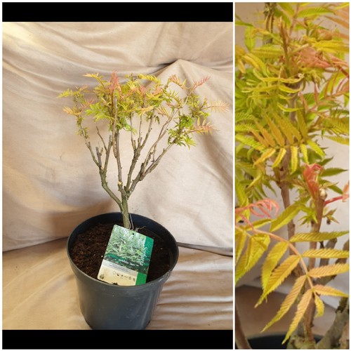 1520B - Sorbaria hardy compact shrub. Not available for in-house P&P, contact Paul O'Hea at Mailboxes on 019... 