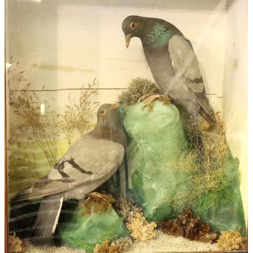 353 - Victorian cased study of taxidermy pigeons in naturalistic setting, overall 44 x 18 x 51 cm H. Not a... 