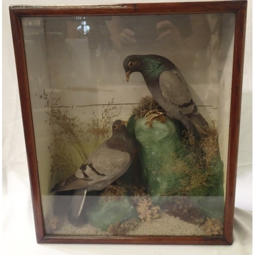 353 - Victorian cased study of taxidermy pigeons in naturalistic setting, overall 44 x 18 x 51 cm H. Not a... 