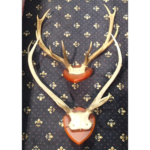 374 - Two shield mounted sets of deer antlers. Not available for in-house P&P, contact Paul O'Hea at Mailb... 