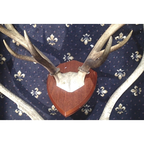 374 - Two shield mounted sets of deer antlers. Not available for in-house P&P, contact Paul O'Hea at Mailb... 