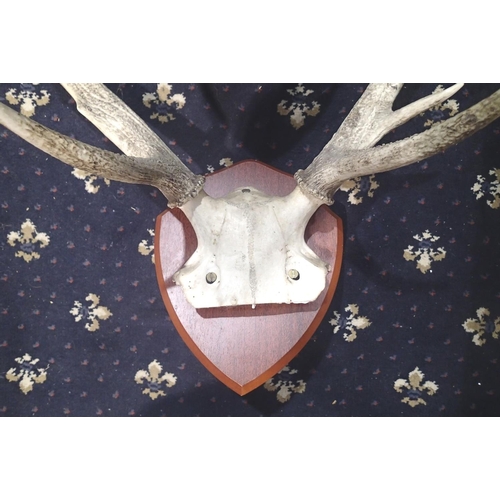 374 - Two shield mounted sets of deer antlers. Not available for in-house P&P, contact Paul O'Hea at Mailb... 