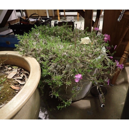 1521 - Trailing plant in plastic pot. Not available for in-house P&P, contact Paul O'Hea at Mailboxes on 01... 