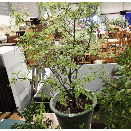 1523 - Tree in plastic pot, H: 160 cm. Not available for in-house P&P, contact Paul O'Hea at Mailboxes on 0... 