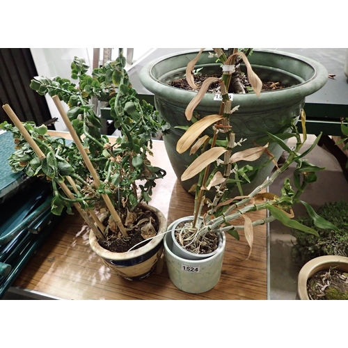 1524 - Two garden plants in ceramic pots. Not available for in-house P&P, contact Paul O'Hea at Mailboxes o... 