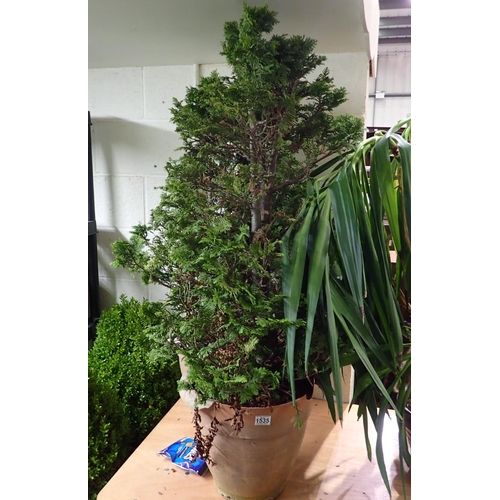 1535 - Pair of Evergreens in plastic pots. Not available for in-house P&P, contact Paul O'Hea at Mailboxes ... 