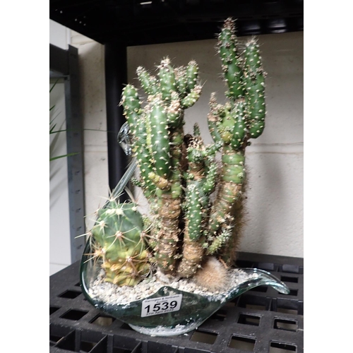 1539 - Small array of cacti in glass pot. Not available for in-house P&P, contact Paul O'Hea at Mailboxes o... 