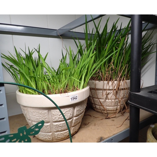 1542 - Pair of ground cover plants in plastic pots. Not available for in-house P&P, contact Paul O'Hea at M... 