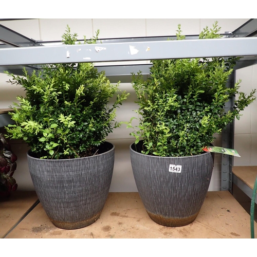 1543 - Pair of Buxus Sempervirens in plastic pots. Not available for in-house P&P, contact Paul O'Hea at Ma... 